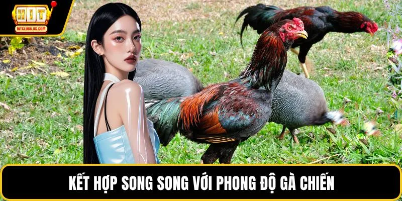 Kết hợp song song với phong độ gà chiến