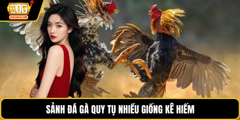 Sảnh đá gà quy tụ nhiều giống kê hiếm